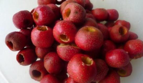 山楂籽能种出来吗（山楂籽能种出山楂树吗）