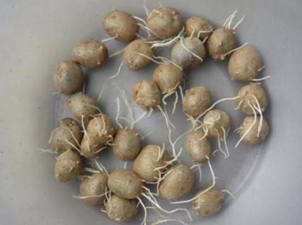 山药豆发芽了怎么种植 山药豆发芽了怎么盆栽