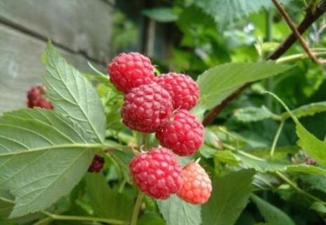 山月莓是覆盆子吗（山月莓和覆盆子一样吗?）