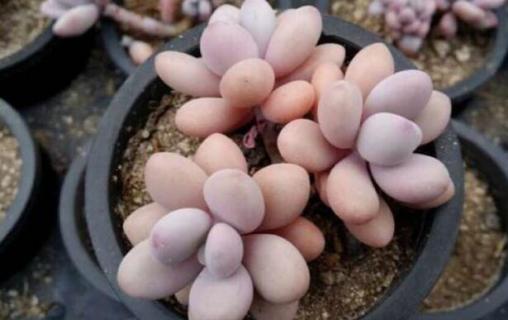 养桃蛋秘诀(桃蛋的养护要点)