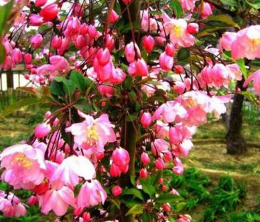 如何修复徒长的玉露 如何修复徒长的玉露树