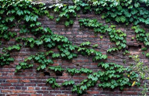 如何解决爬山虎招蛇 如何解决爬山虎招蛇攻击