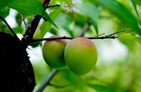 梅子有哪几种（梅子有哪几种颜色）