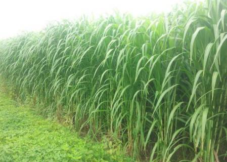 皇竹草养牛是骗局吗（皇竹草直接喂牛好吗）