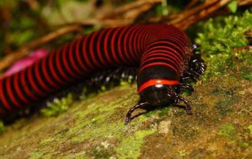 消灭马陆虫的小妙招（怎样驱赶马陆虫）