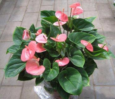 粉掌有毒吗（粉掌有毒吗能放室内吗）