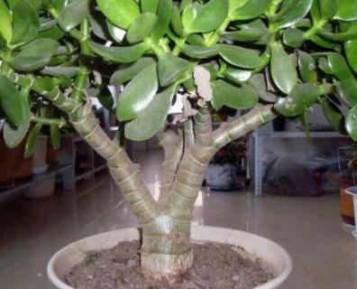 玉树叶子发黄怎么补救（玉树叶子发黄怎么处理怎么补救）