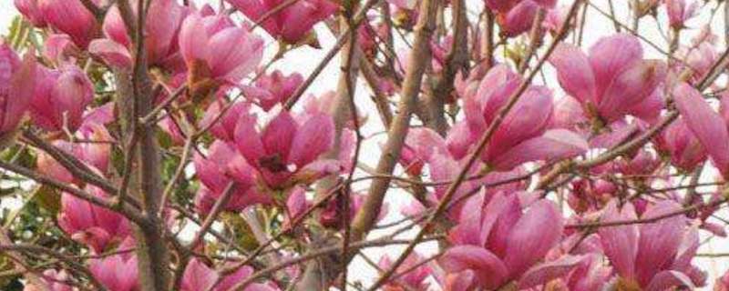 玉兰小苗几年开花 玉兰苗多久开花