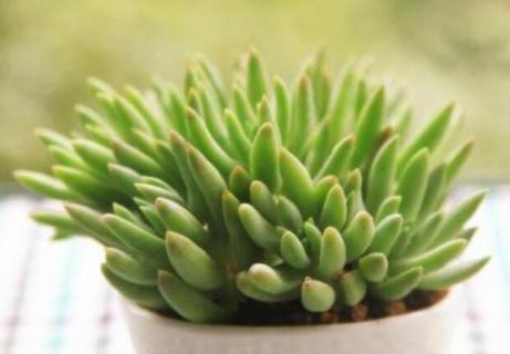 肉肉掉叶子是什么原因（肉肉自己掉叶子）