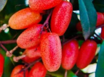 羊奶子树苗几年挂果 羊奶子树苗几年挂果最好