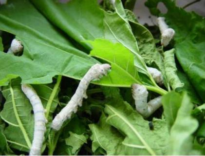 蚕宝宝什么时候出生（蚕宝宝什么时候出生视频）