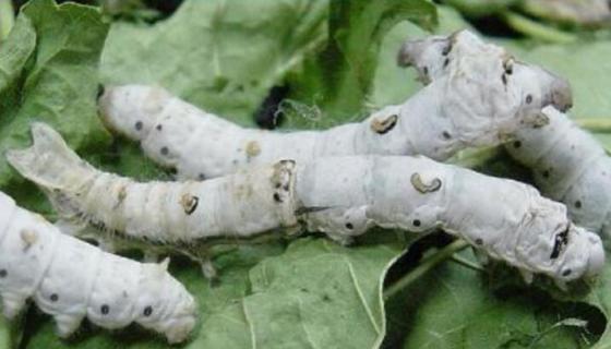 蚕宝宝有几对足 蚕宝宝有几对足蚕蛾有几对足它们是否属于昆虫