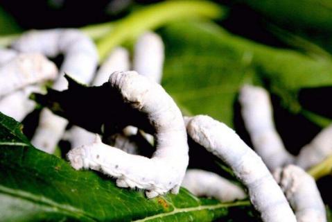 蚕生活在什么地方(蚕生活在什么地方?)