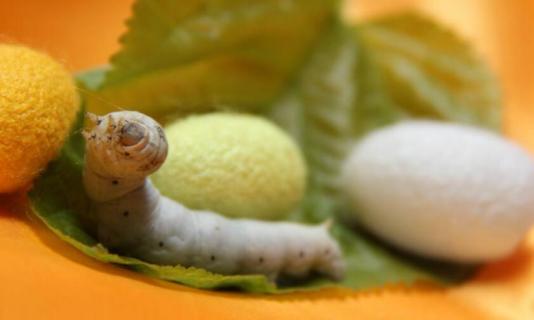 蚕的生长变化（蚕的生长变化记录表图片）