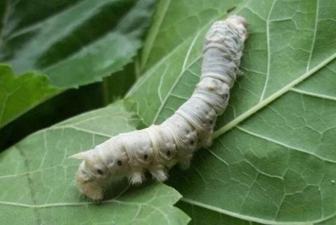 蚕的眼睛在哪里（蚕的眼睛在哪里?有几只）