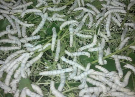 蚕的腹部有几对足 蚕的腹部有几对足是蚕的什么器官