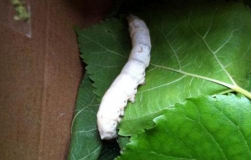 蚕脱皮用多长时间（蚕脱皮用多长时间可以养好）