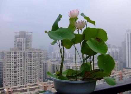 碗莲发芽后还用换水吗（碗莲发芽后怎么水养）