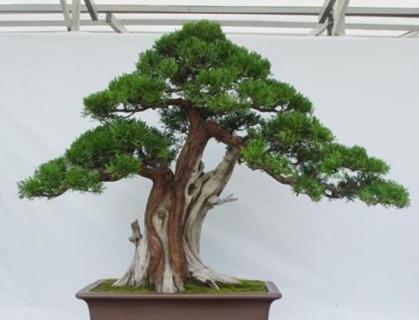 龙柏的寓意 龙柏的寓意是什么