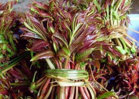 香椿树能插活吗（香椿树能插活吗能活多久）