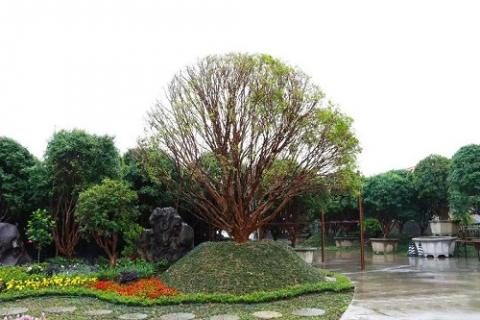 适合庭院种植的树 适合庭院种植的树木风水
