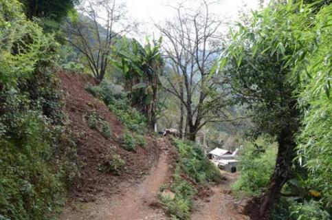 适合背阴的果树 适合背阴的果树有哪些