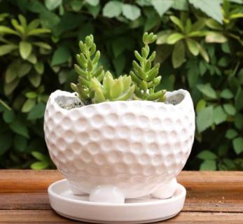 多肉生根粉泡根要多久