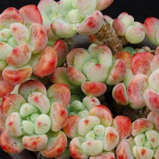 多肉的花要剪掉吗（多肉的花要剪掉吗图片）