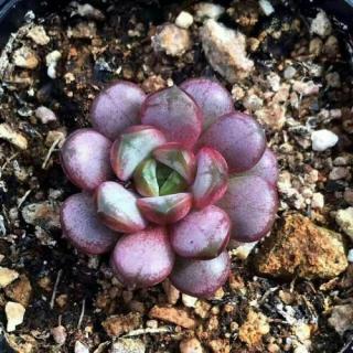 多肉营养土配方(多肉养殖土配方)