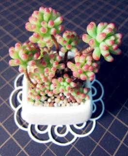 多肉适合室内还是室外（多肉适合室内还是室外养）