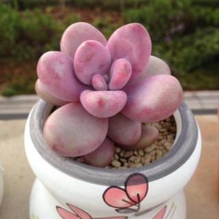 多肉能喷水在叶子上吗（多肉能喷水在叶子上吗怎么养）