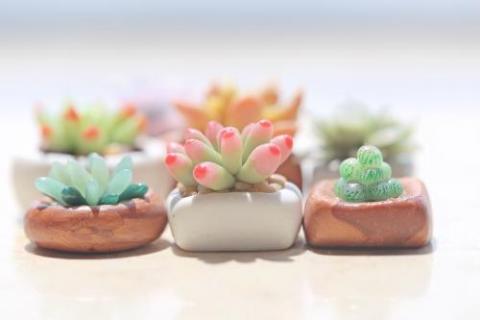 多肉花喜欢阳光吗(多肉花喜欢阳光吗稀罕不就多水)