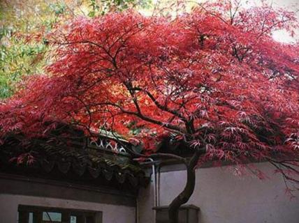 红枫象征什么（红枫象征什么寓意）