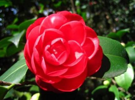 红色山茶花的花语（红色山茶花的花语一句话）