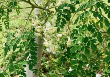 辣木籽树长什么样 辣木籽树长什么样图片