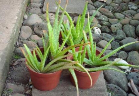 芦荟变红会不会死（芦荟为什么变红了）