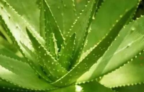 芦荟尖发黄怎么办（芦荟尖部发黄怎么办）