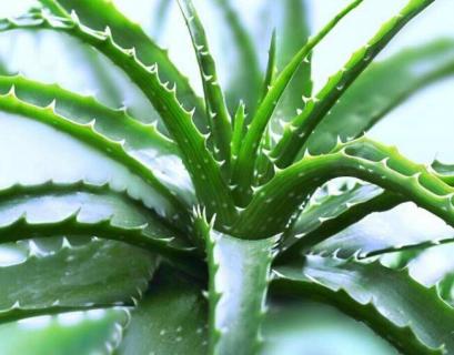 芦荟干尖怎么回事 芦荟尖子发干