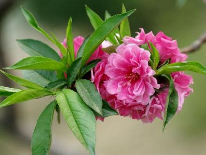 碧桃花花语 紫叶碧桃花语