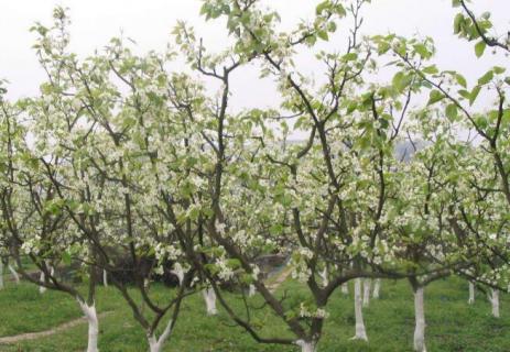 梨树开花时咋防冻（梨树开花怕冻吗）