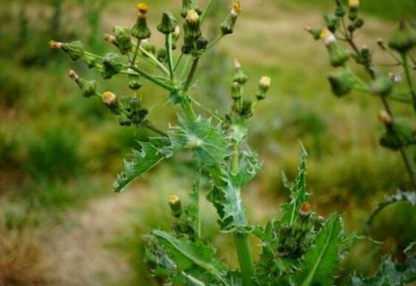 花叶滇苦菜是蒲公英吗（滇苦菜和蒲公英区别）