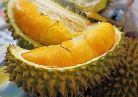 榴莲发芽后芽朝上种吗 榴莲种子发芽了芽朝哪个方向种