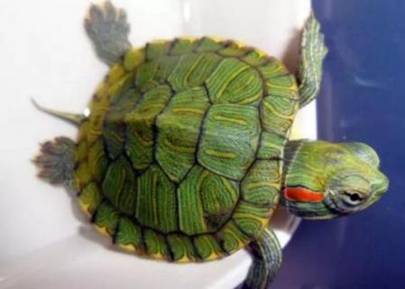 家养龟的品种有哪些（家养龟的品种有哪些图片）