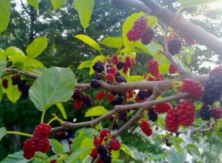 家里有桑树如何处理（家里有桑树如何处理最好）