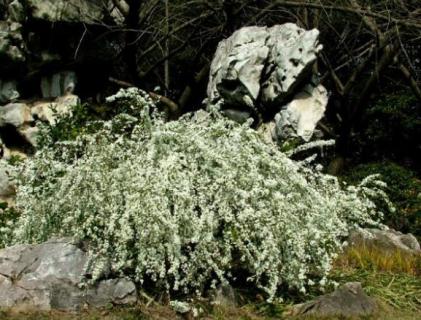 喷雪花耐寒吗（喷雪花耐寒吗注意事项）