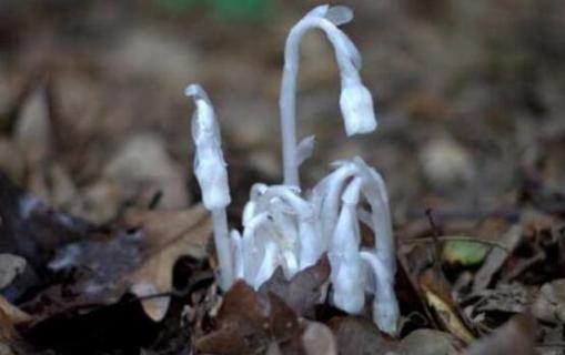 什么植物不需要阳光 什么植物不需要阳光还好看