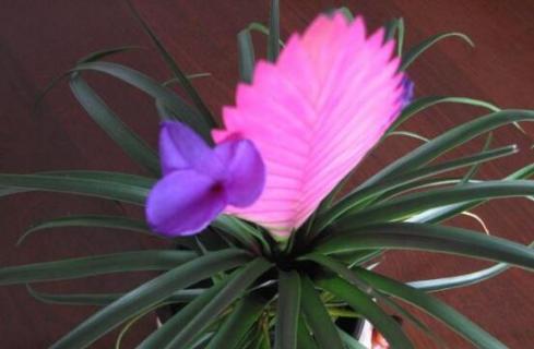 铁兰有毒吗(铁兰有毒吗?好养吗?)