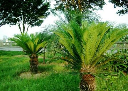 铁树干叶是怎么回事 铁树出现干叶怎么办