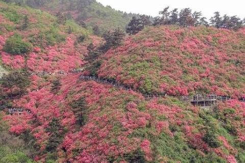 黄陂云雾山杜鹃花什么时候开 黄陂云雾山杜鹃花什么时候开2020