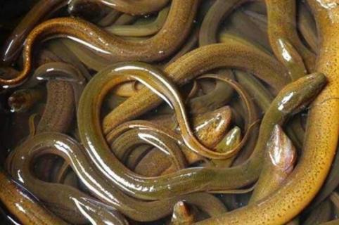 黄鳝寄生虫怎么杀死(黄鳝的寄生虫能杀死吗)